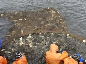 Зарыбление пруда Красный Октябрь
