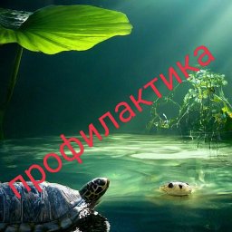 Санитарный день в Соколье Санитарный день в Соколье