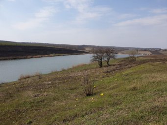 Роговое